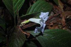 Ruellia tubiflora