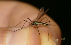 Ellipteroides lateralis