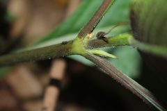 Ruellia tubiflora