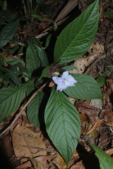 Ruellia tubiflora
