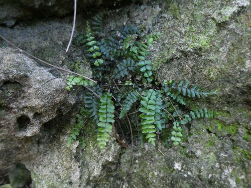 varicolored spleenwort (Asplenium heterochroum)