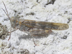 Trimerotropis salina
