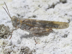 Trimerotropis salina