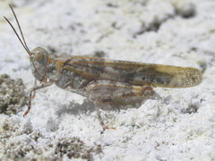 Trimerotropis salina