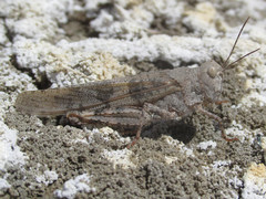 Trimerotropis salina