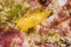Crimora papillata