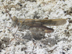 Trimerotropis salina