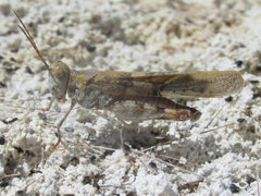 Trimerotropis salina