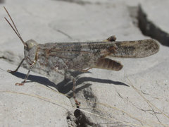 Trimerotropis salina