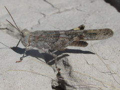 Trimerotropis salina