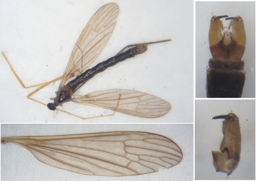 Neolimnomyia