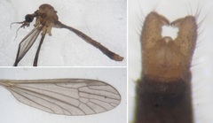 Paradelphomyia senilis