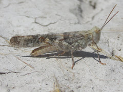 Trimerotropis salina