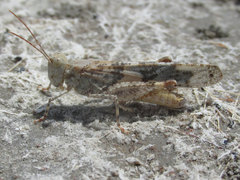 Trimerotropis salina