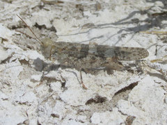 Trimerotropis salina