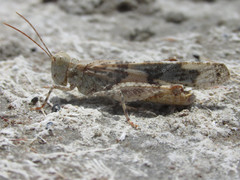 Trimerotropis salina