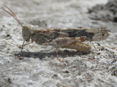 Trimerotropis salina