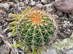 Melocactus intortus