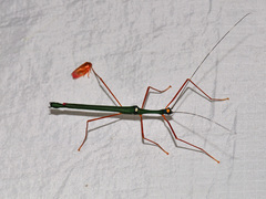Marmessoidea rosea