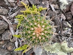 Melocactus intortus
