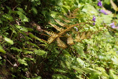 Dryopteris erythrosora