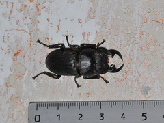 Dorcus ritsemae volscens