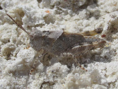 Trimerotropis salina