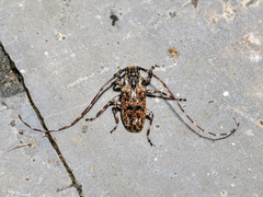 Mutatocoptops malaisiana