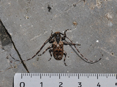 Mutatocoptops malaisiana