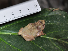 Metaphrynella pollicaris