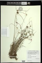 Cyperus lupulinus macilentus