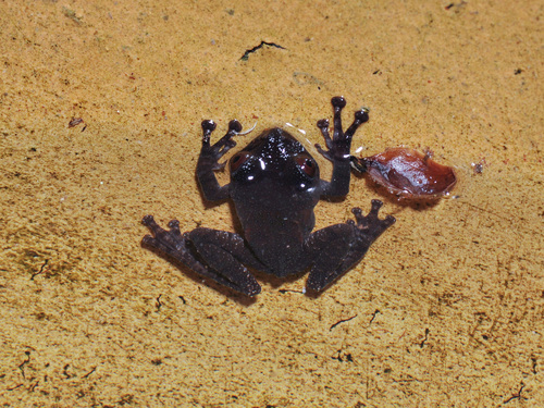 Bird Poop Frog, Theloderma asperum