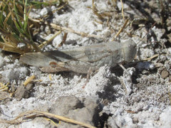 Trimerotropis salina