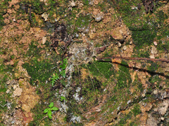 Liphistius malayanus