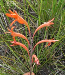 Watsonia stokoei