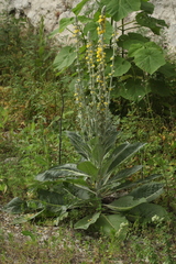 Verbascum gnaphalodes