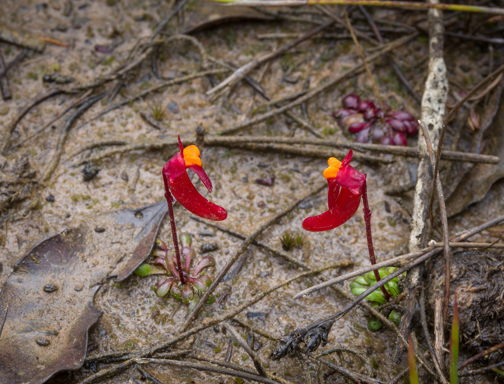 Utricularia menziesii R.Br.