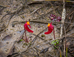 Utricularia menziesii