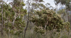 Melaleuca cuticularis