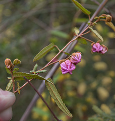 Thomasia angustifolia