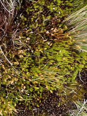 Syntrichia robusta