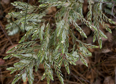 Olax phyllanthi