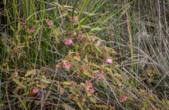 Thomasia angustifolia