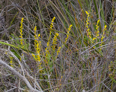 Synaphea petiolaris