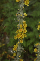Verbascum gnaphalodes