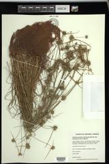 Cyperus lupulinus macilentus