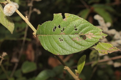 Eirmocephala brachiata