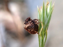 Vilpianus galii