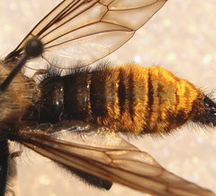 Laphria altitudinum