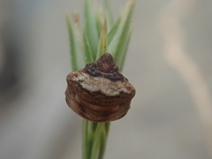 Vilpianus galii
